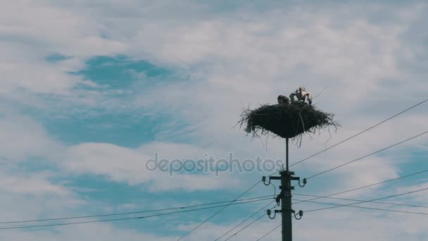 Cigognes assis dans un nid sur un pilier lignes électriques à haute tension sur fond de ciel — Video