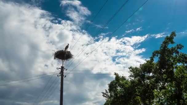 Cigüeñas sentadas en un nido en un pilar Líneas eléctricas de alto voltaje en la aldea. Tiempo de caducidad — Vídeo de stock