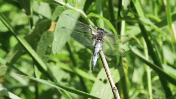 Dragonfly на гілці на фоні зелених рослин — стокове відео