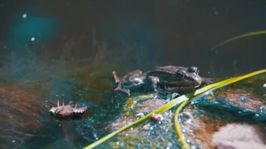 Yeşil kurbağa suda bir nehir kıyısında oturuyor. Ağır çekim