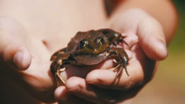 Yeşil kurbağa çocuk elinde oturuyor. Ağır çekim