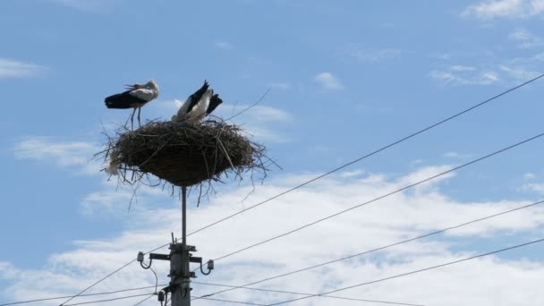 Cicogna in un nido su un pilastro linee elettriche ad alta tensione su sfondo cielo — Video Stock