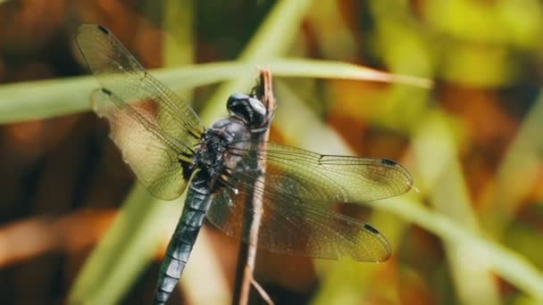 libellule sur une branche sur les plantes vertes Contexte. Mouvement lent 