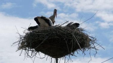 Bir yuva bir ayağı yüksek gerilim üzerinde oturan leylek gökyüzü arka plan satırlarında güç