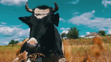 Siyah beyaz inek çayır ve kemikleri çim üzerinde yalan