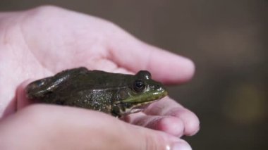Yeşil kurbağa nehir kıyısında bir çocuk elinde. Ağır çekim