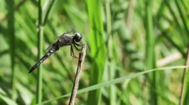 Yusufçuk dal yeşil bitkiler arka plan
