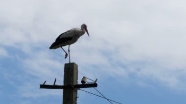 Bir ayağı yüksek gerilim elektrik hatları gökyüzü arka plan üzerinde oturup leylek