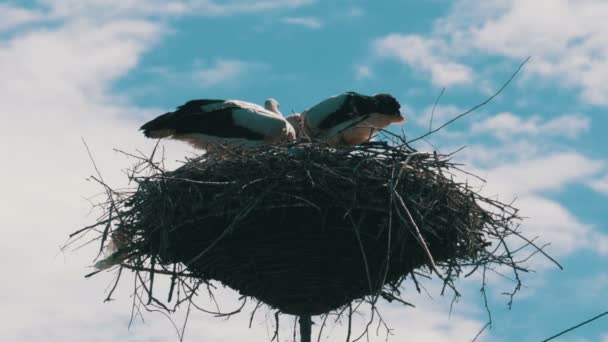 Cicogne seduti in un nido su un pilastro linee elettriche ad alta tensione su sfondo cielo — Video Stock