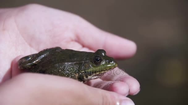 绿色的青蛙，在河岸上的孩子的手中。慢动作 — 图库视频影像