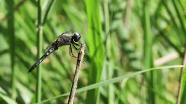 libellule sur une branche sur les plantes vertes Contexte 