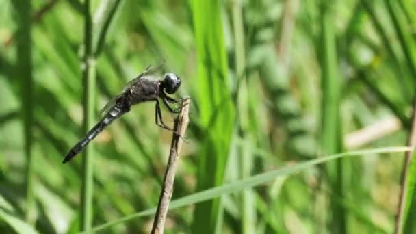 Dragonfly на гілці на фоні зелених рослин — стокове відео