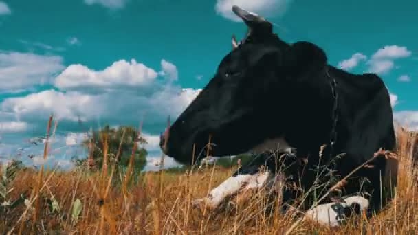 Negro con vaca blanca acostada en el prado y mastica hierba — Vídeos de Stock