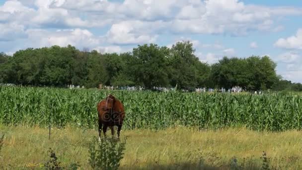 Pascolare mucca in un prato vicino al villaggio — Video Stock