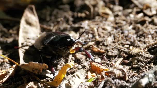 Escarabajo ciervo se arrastra en el suelo — Vídeos de Stock
