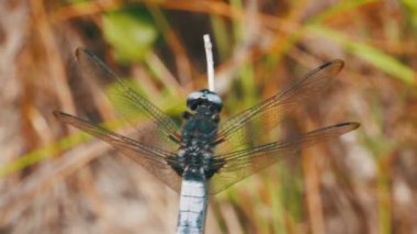 Yusufçuk dal yeşil bitkiler arka plan