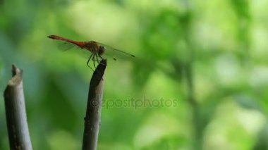 kırmızı yusufçuk bir dalda