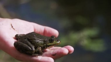 Yeşil kurbağa nehir kıyısında bir çocuk elinde. Ağır çekim