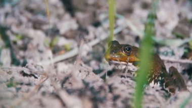 Yeşil kurbağa nehir atlama üzerinde oturmuş, bir su. Ağır çekim