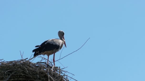 Storch in einem Nest auf einer Säule Hochspannungsleitungen am Himmel Hintergrund — Stockvideo