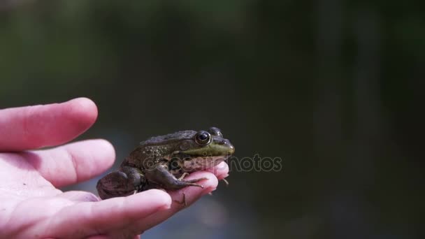 Green Frog in the Hands of the Child Jumps. Slow Motion — Stock Video