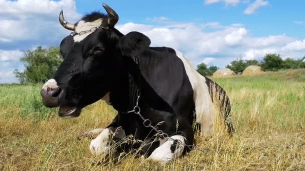 Vaca deitada no prado e mastiga grama — Vídeo de Stock