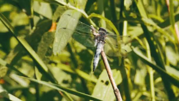 Dragonfly σε έναν κλάδο σε πράσινο φόντο τα φυτά — Αρχείο Βίντεο