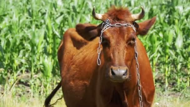 在村庄附近的草地上牛放牧。慢动作 — 图库视频影像