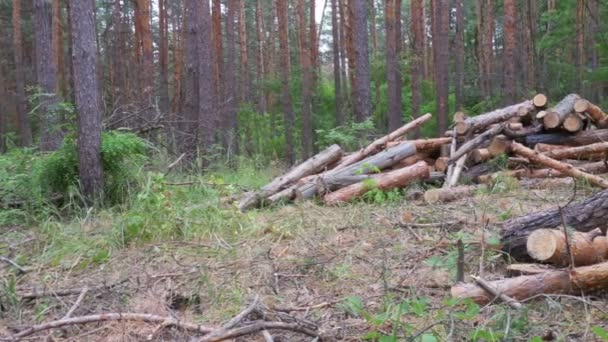 Gekapte boomstammen in het bos — Stockvideo