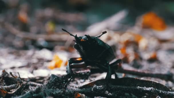 Beetle rådjur kryper på marken — Stockvideo