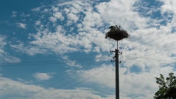 Cigüeñas sentadas en un nido en un pilar Líneas eléctricas de alto voltaje. Tiempo de caducidad — Vídeos de Stock