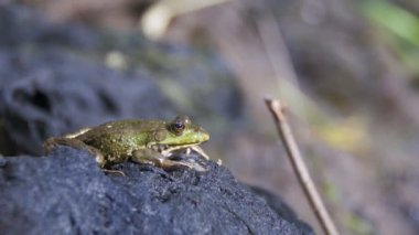 Yeşil kurbağa oturur yakınındaki nehrin kıyısında