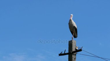 Bir ayağı yüksek gerilim elektrik hatları mavi gökyüzü arka plan üzerinde oturup leylek