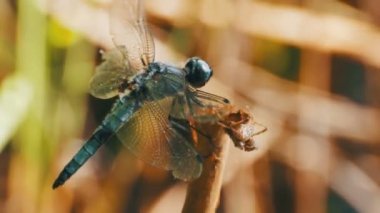 Yusufçuk dal yeşil bitkiler arka plan