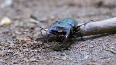 Böceği geyik sürüngenler yere
