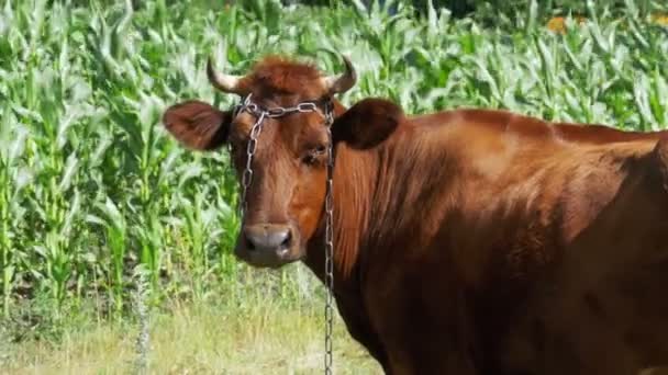 Koe Grazing in een weiland in de buurt van het dorp — Stockvideo