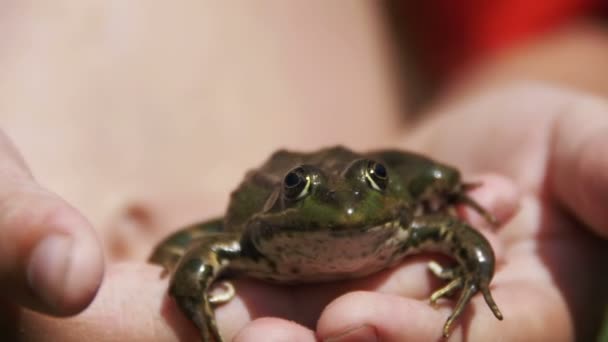 Zielona żaba w rękach dziecka na brzegu rzeki. Zwolnionym tempie — Wideo stockowe