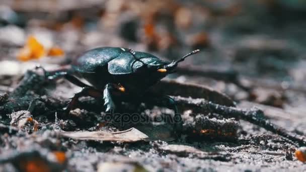 Le cerf coléoptère se glisse sur le sol — Video