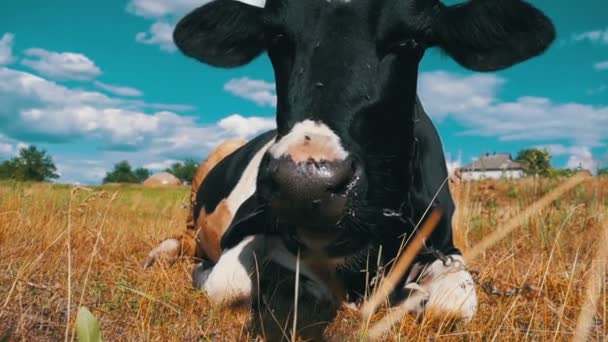 Чёрная с белой коровой, лежащей на лугу и жевательной травой. Slow Motion — стоковое видео