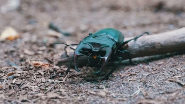 Escarabajo ciervo se arrastra en el suelo — Vídeo de stock