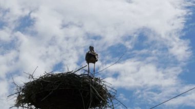 Leylek bir yuvaya ayağı yüksek gerilim güç satırlarda gökyüzü arka plan