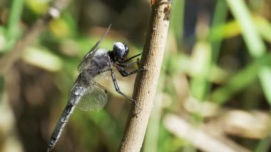 Yusufçuk dal yeşil bitkiler arka plan