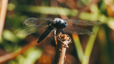 Yusufçuk dal yeşil bitkiler arka plan