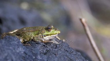 Yeşil kurbağa oturur yakınındaki nehrin kıyısında