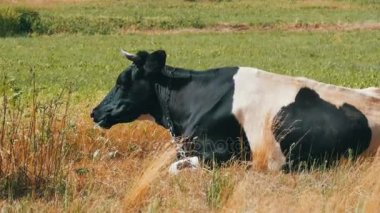 Siyah beyaz inek çayır ve kemikleri çim üzerinde yalan