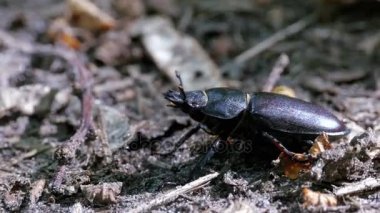 Böceği geyik sürüngenler yere