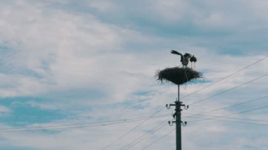 Leylek yuvasına bir ayağı üzerinde ailesinde. Zaman atlamalı