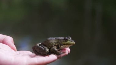 Yeşil kurbağa nehir kıyısında bir çocuk elinde. Ağır çekim