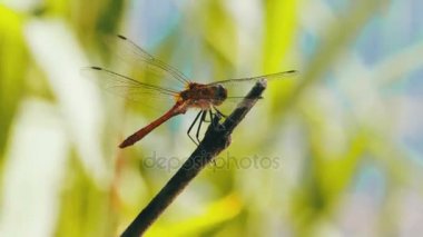 kırmızı yusufçuk bir dalda