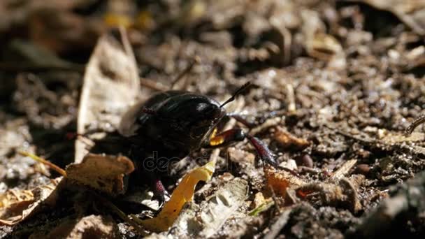 Beetle Deer Creeps on the Ground — Stock Video